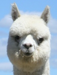Accoyo Victorino